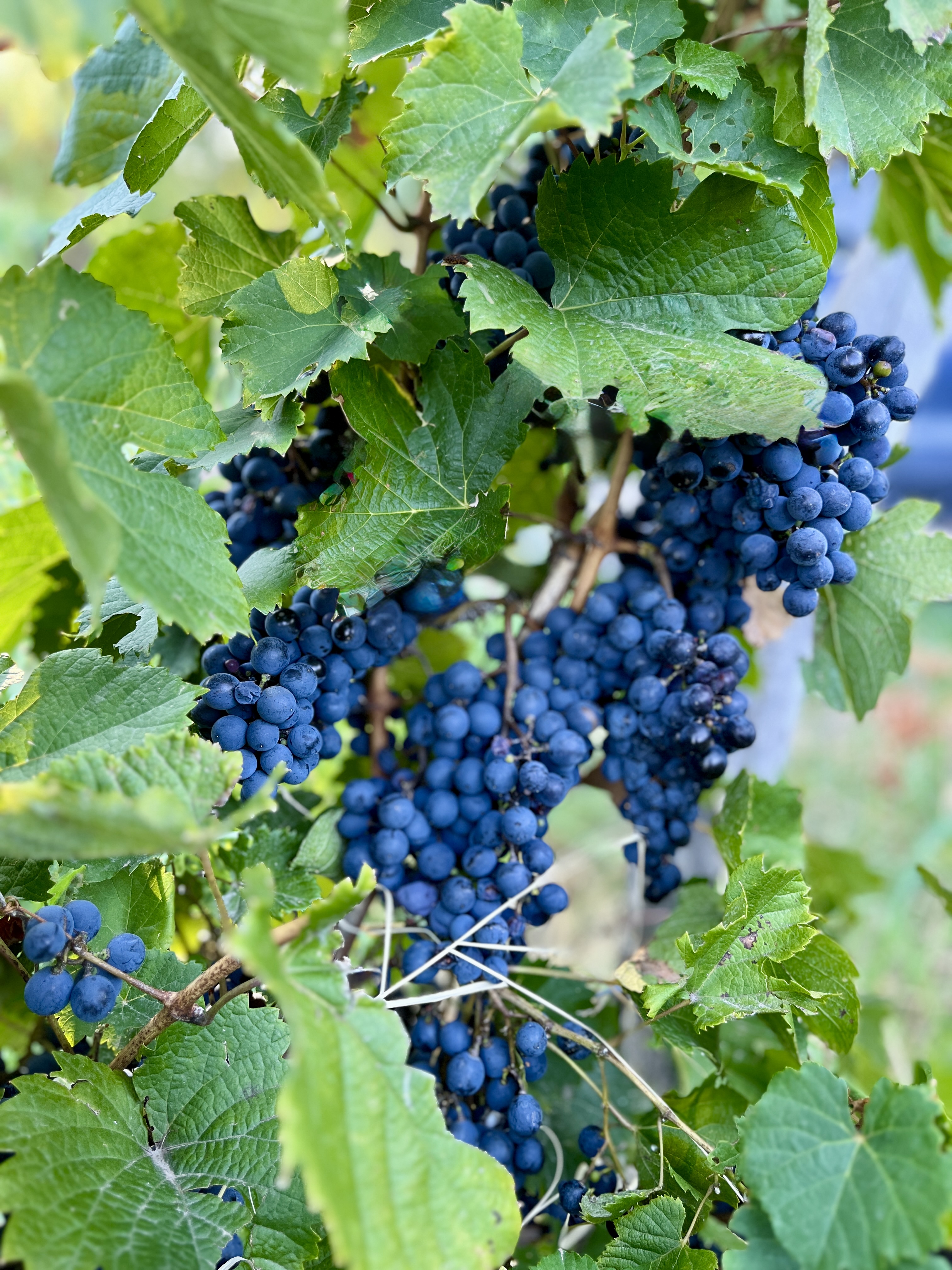 Viñedo